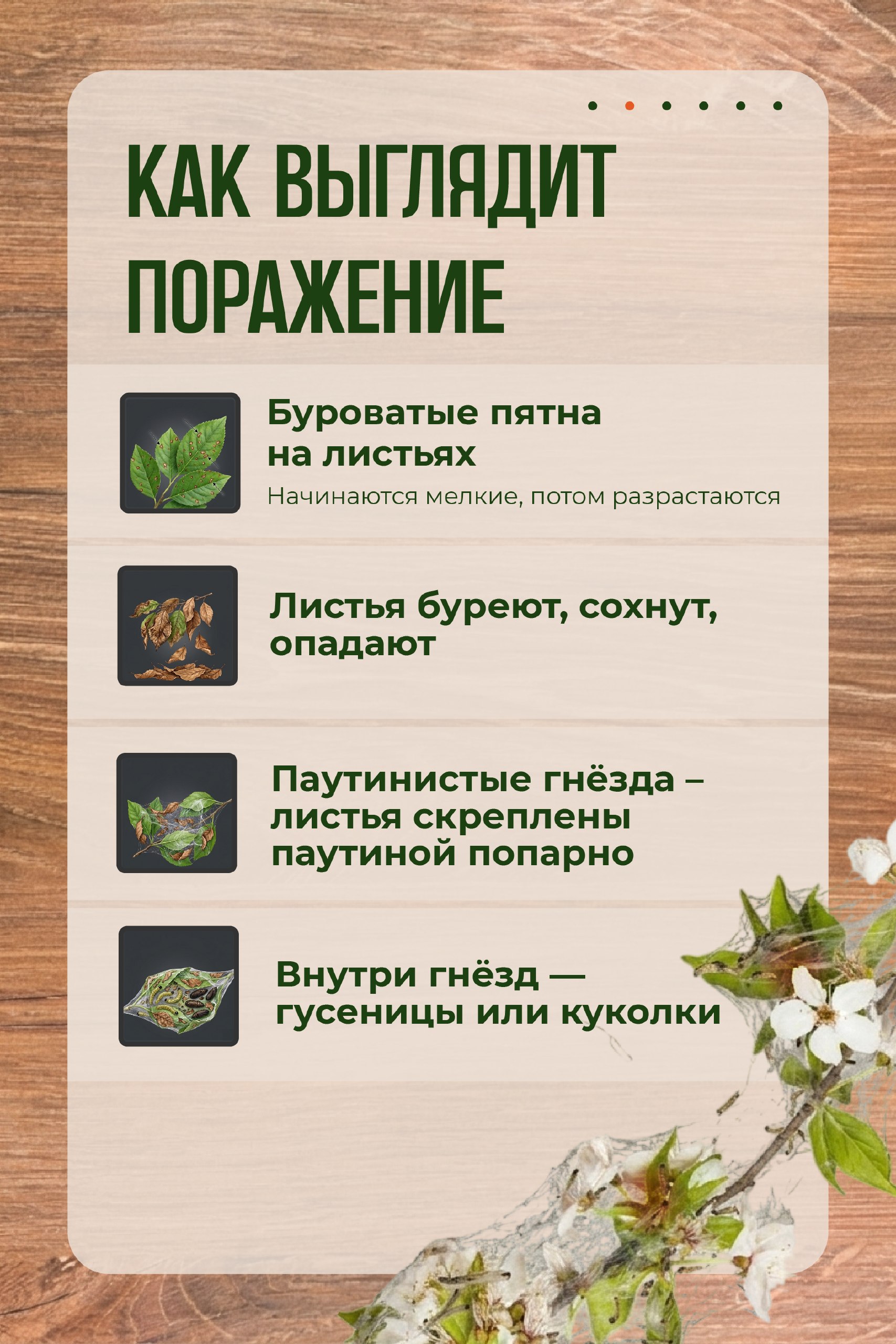 Защищаем сад от горностаевой моли: проверенные методы Защищаем сад от горностаевой моли: проверенные методы