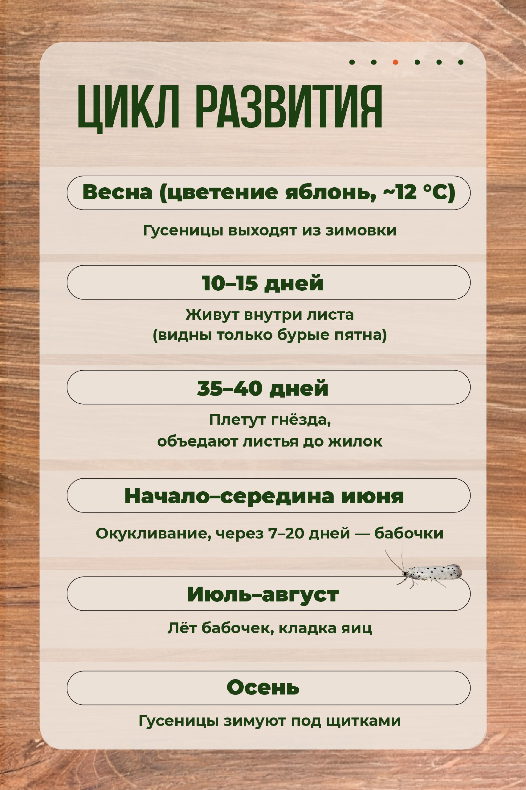 Защищаем сад от горностаевой моли: проверенные методы Защищаем сад от горностаевой моли: проверенные методы