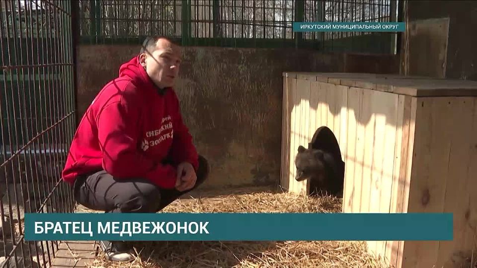 Сотрудники Сибирского зоопарка в поселке Никола взяли под свое крыло 3-месячного медвежонка