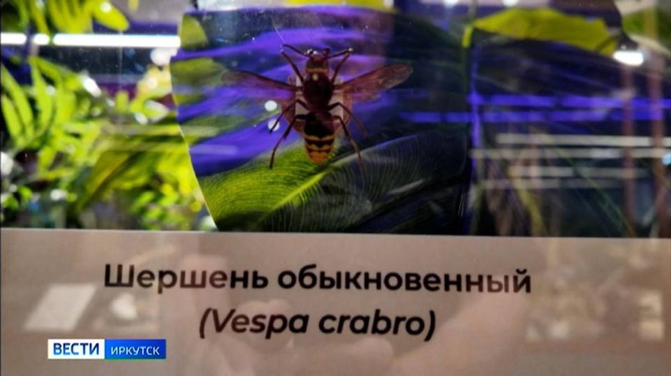 Удивительные факты о насекомых можно узнать на выставке «Почему я не жук» в отделе природы Иркутского краеведческого музея