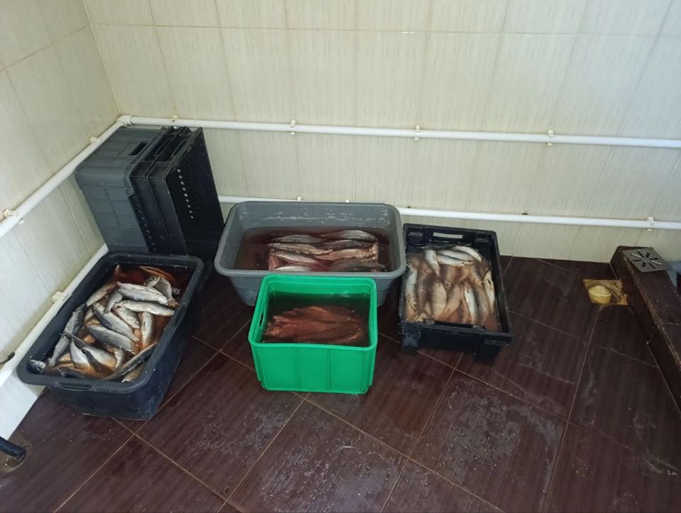 Новые эпизоды противоправной деятельности выявили транспортные полицейские при расследовании многомиллионного уголовного дела о браконьерстве на Байкале Новые эпизоды противоправной деятельности выявили транспортные полицейские при расследовании многомиллионного уголовного дела о браконьерстве на Байкале