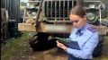В Усолье-Сибирском группа лиц подозревается в незаконной рубке леса