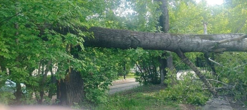 В Академгородке рухнул старый тополь В Академгородке рухнул старый тополь