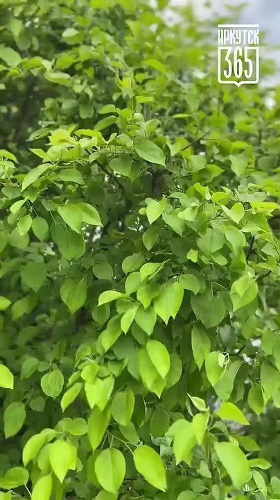 Иркутск отмечает День города: программа выходных
