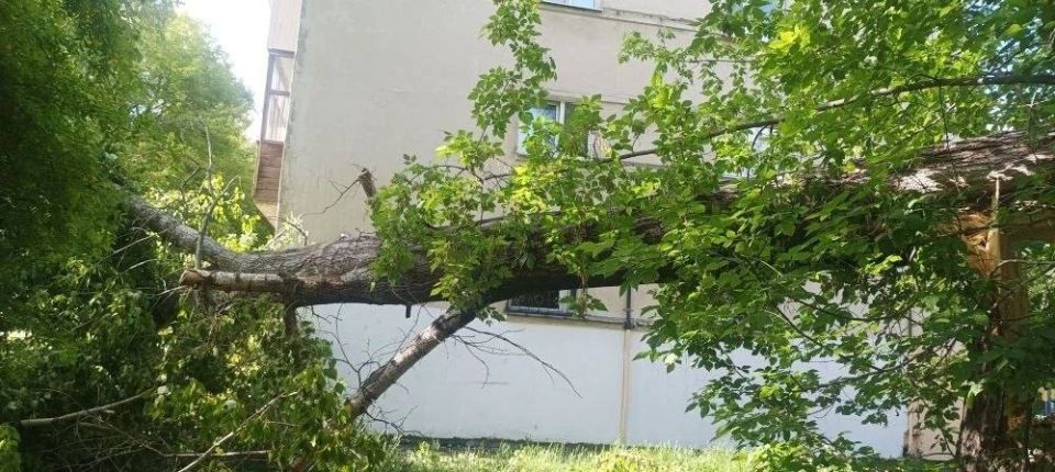 В Академгородке рухнул старый тополь В Академгородке рухнул старый тополь