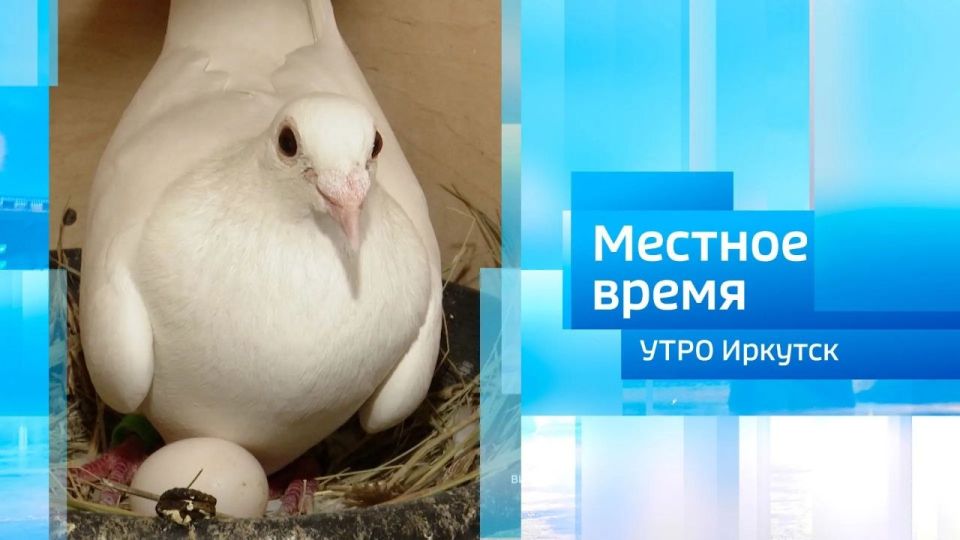 Голубевод Николай Новиков / Утро