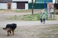 В Приангарье приняли закон об эвтаназии бездомных собак в исключительных случаях