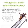 Всемирный день прогулки: профилактика клещевых инфекций