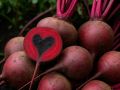 Главный враг свеклы: как избежать гнили сердечка и сохранить урожай