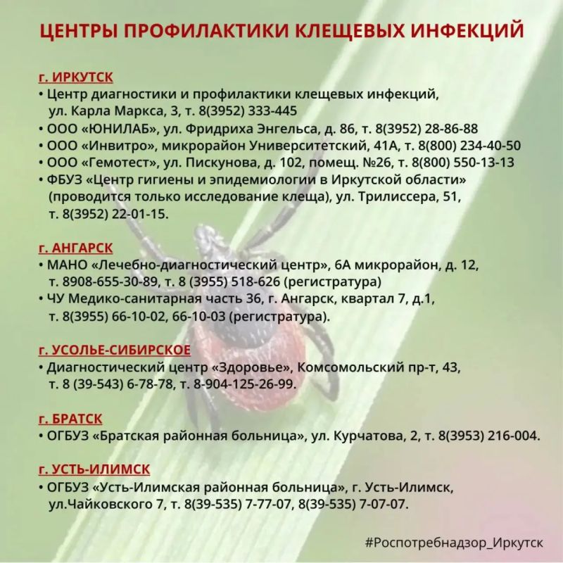 Высокая активность клещей в Иркутской области сохраняется
