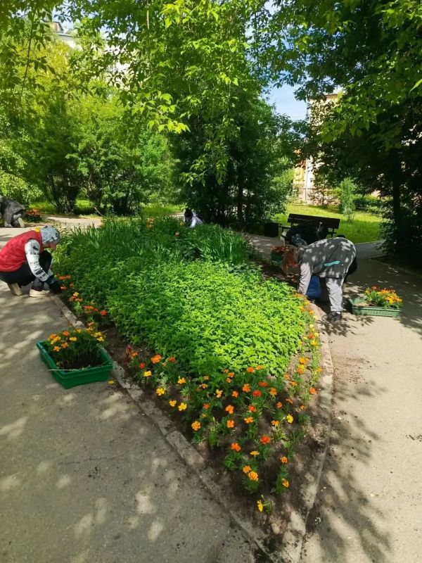 Завершается высадка цветов на городские клумбы в Иркутске Завершается высадка цветов на городские клумбы в Иркутске