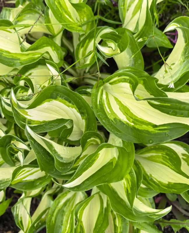 После дождя. Фото: После дождя. Фото: