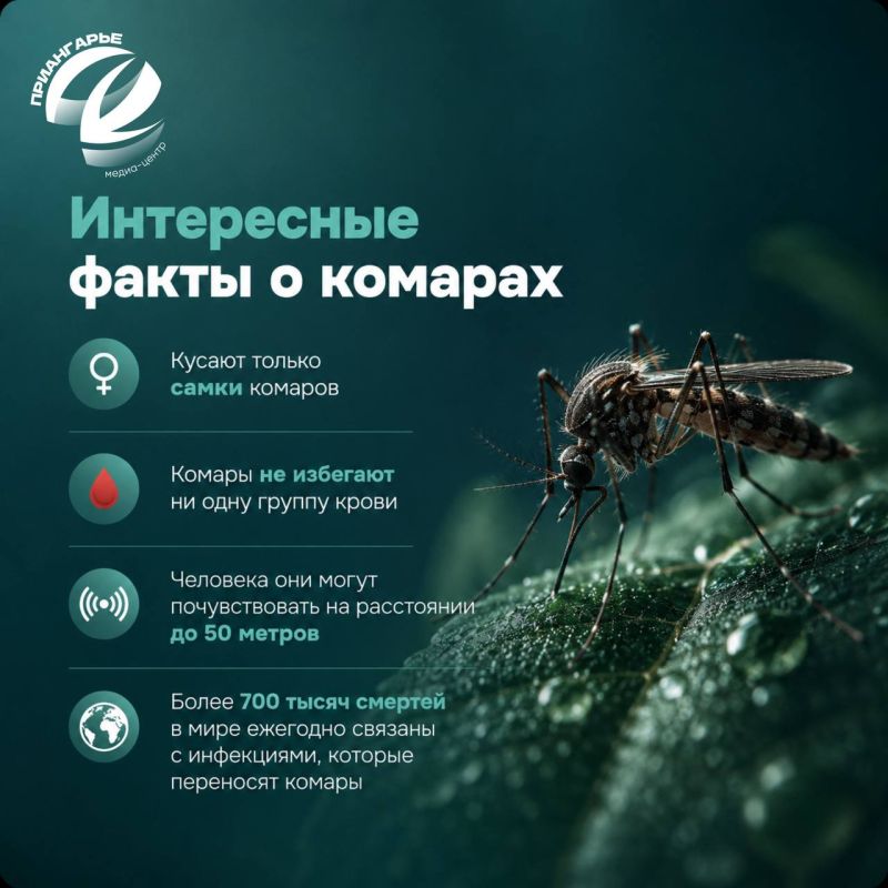 Встреча с комарами летом неизбежна, стоит только наступить теплым вечерам Встреча с комарами летом неизбежна, стоит только наступить теплым вечерам