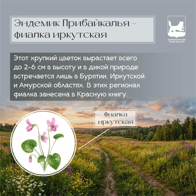 Ц – это про цветы. Иркутск по праву можно назвать одним из самых зелёных городов Сибири: здесь встречаются сотни растений, многие из которых являются настоящими природными редкостями Ц – это про цветы. Иркутск по праву можно назвать одним из самых зелёных городов Сибири: здесь встречаются сотни растений, многие из которых являются настоящими природными редкостями