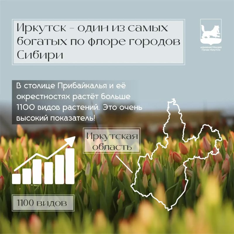 Ц – это про цветы. Иркутск по праву можно назвать одним из самых зелёных городов Сибири: здесь встречаются сотни растений, многие из которых являются настоящими природными редкостями Ц – это про цветы. Иркутск по праву можно назвать одним из самых зелёных городов Сибири: здесь встречаются сотни растений, многие из которых являются настоящими природными редкостями