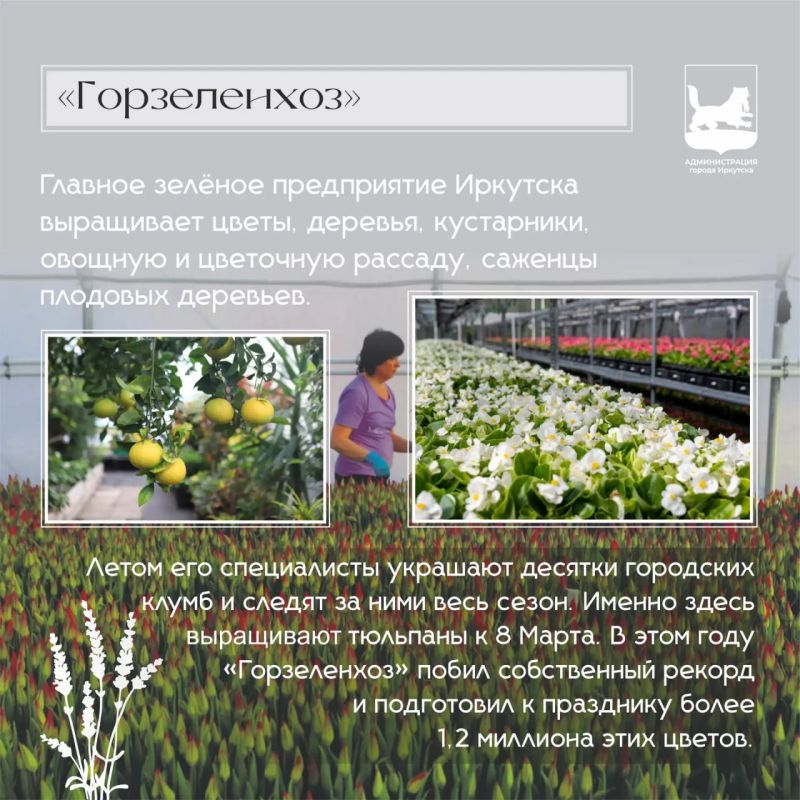 Иркутск – город цветов: от Красной книги до городских клумб Иркутск – город цветов: от Красной книги до городских клумб