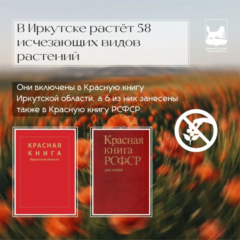 Иркутск – город цветов: от Красной книги до городских клумб Иркутск – город цветов: от Красной книги до городских клумб