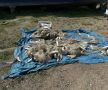 Омуля на 11 миллионов рублей наловили браконьеры на Байкале