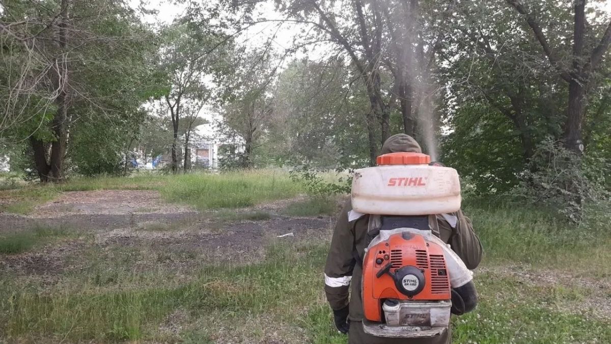В Иркутске продолжается обработка деревьев от горностаевой моли В Иркутске продолжается обработка деревьев от горностаевой моли