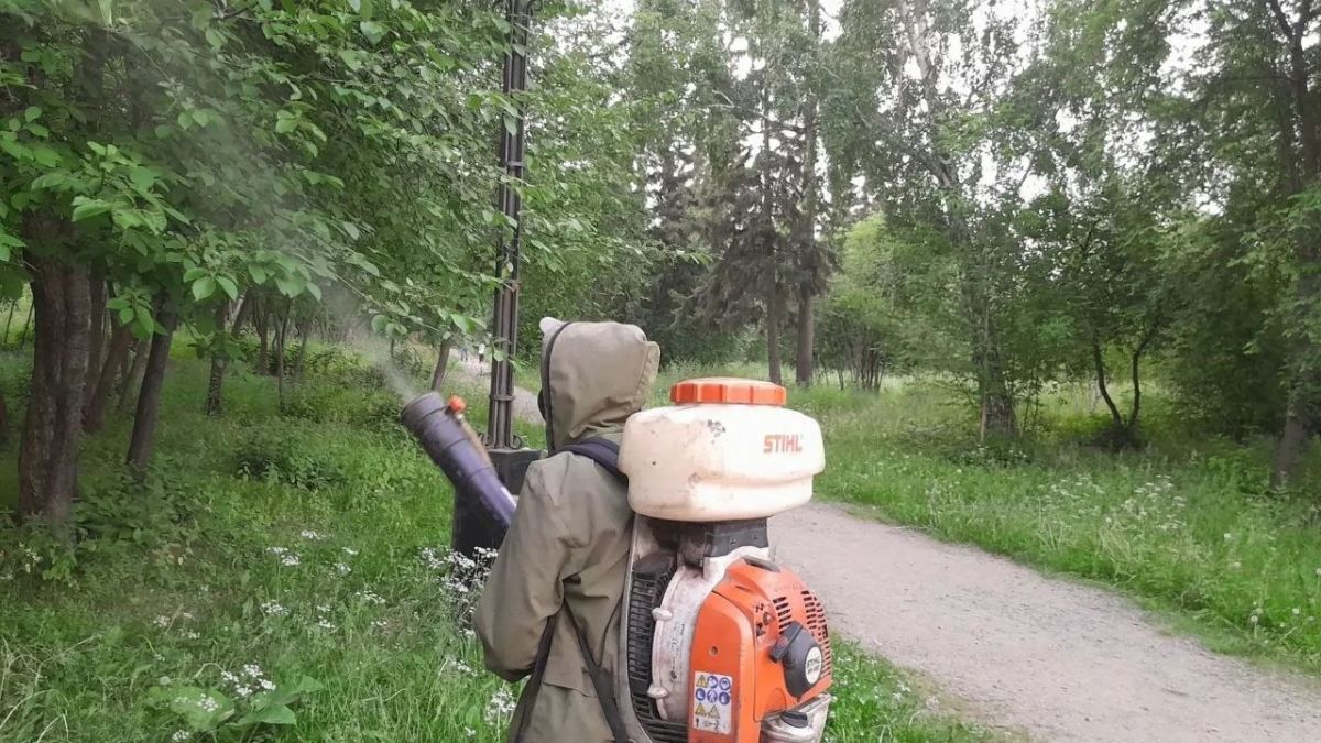 В Иркутске продолжается обработка деревьев от горностаевой моли В Иркутске продолжается обработка деревьев от горностаевой моли
