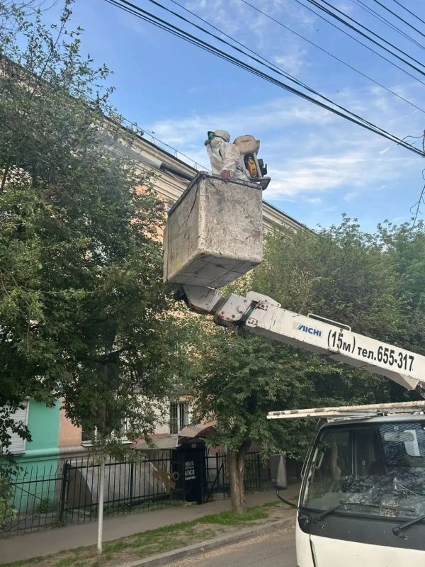 Иркутск борется с горностаевой молью: продолжается обработка деревьев Иркутск борется с горностаевой молью: продолжается обработка деревьев