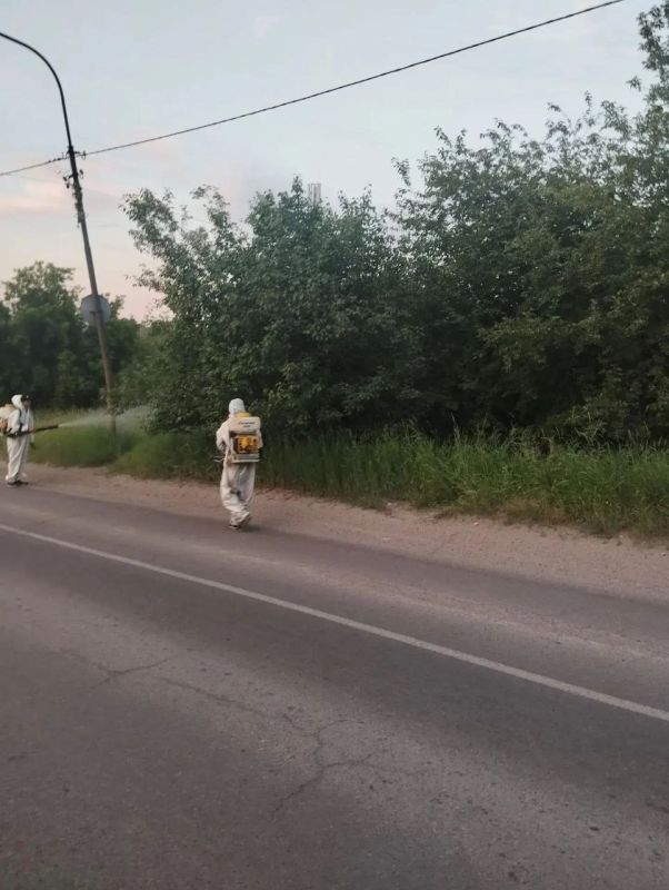 Иркутск борется с горностаевой молью: продолжается обработка деревьев