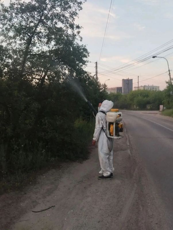 Иркутск борется с горностаевой молью: продолжается обработка деревьев Иркутск борется с горностаевой молью: продолжается обработка деревьев