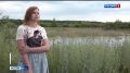 Новости других регионов. В Омске в одном из садоводств заметили белого лебедя Местные жители не ожидали увидеть эту благородную птицу на обычном котловане