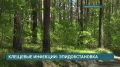 В Иркутской области продолжает расти число пострадавших от укусов клещей