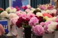 Всех, кто любит пионы, приглашают полюбоваться разными сортами этих замечательных цветов на выставку «Пиономания» — она проходит 6 и 7 июля по адресу: ул. Ленина, 54 (второй этаж)