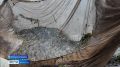Свыше миллиона молодых особей хариуса выпустили в воды реки Белой