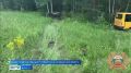 Уголовное дело возбудили следователи по факту ДТП со школьным автобусом в Тайшетском округе