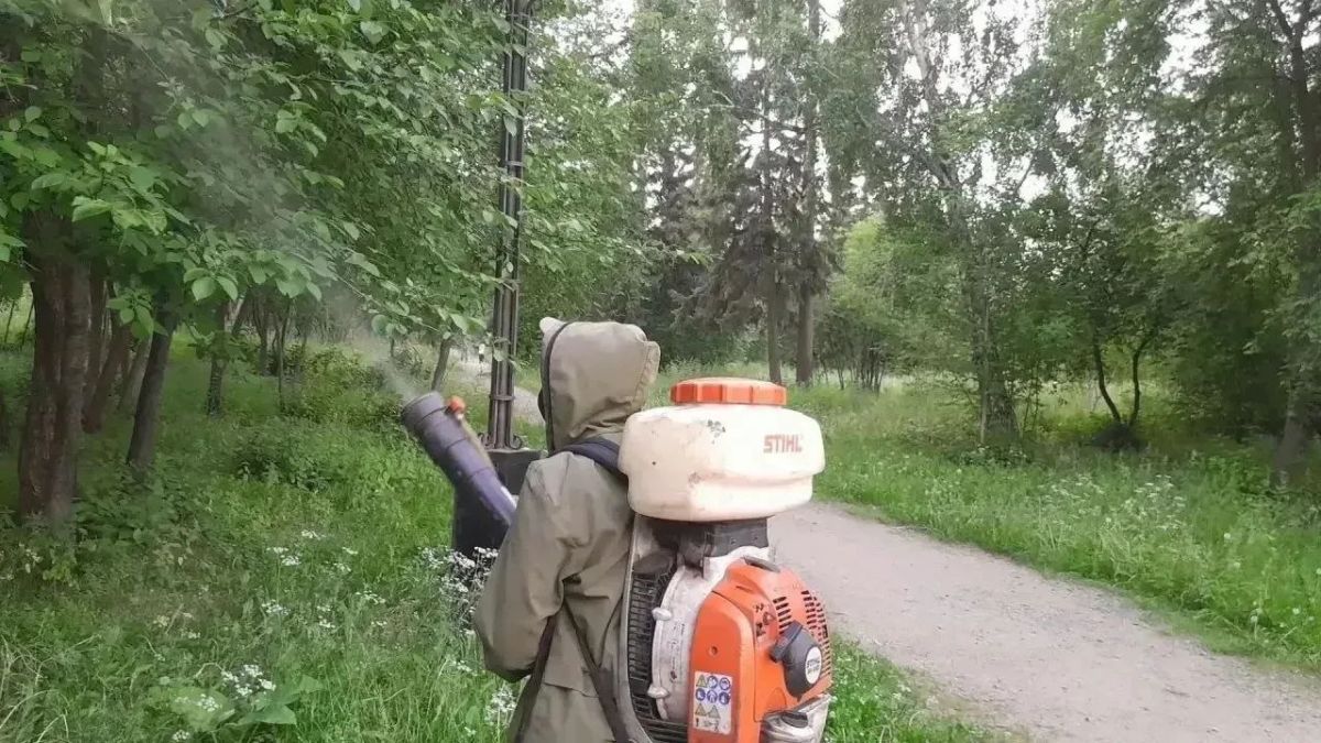 Второй этап обработки зеленых насаждений от горностаевой моли завершился в Иркутске Второй этап обработки зеленых насаждений от горностаевой моли завершился в Иркутске