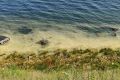 На Байкале у Кругобайкальской дороги заметили жёлто-зелёную воду