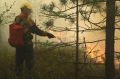 За сутки в Приангарье потушили два лесных пожара