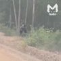 Медведь вышел к людям на водопой в Баргузинской долине