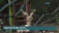 Винторогий козёл поселился в Иркутском зоосаде
