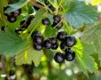 Сегодня, 14 июля, в нашей стране отмечается неофициальный, но очень вкусный праздник — День смородины! Ягода растет практически на всех дачных участках у иркутян