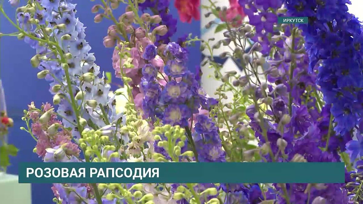 Королеве цветов посвящена выставка «Розовая распсодия», которая проходит в Иркутске