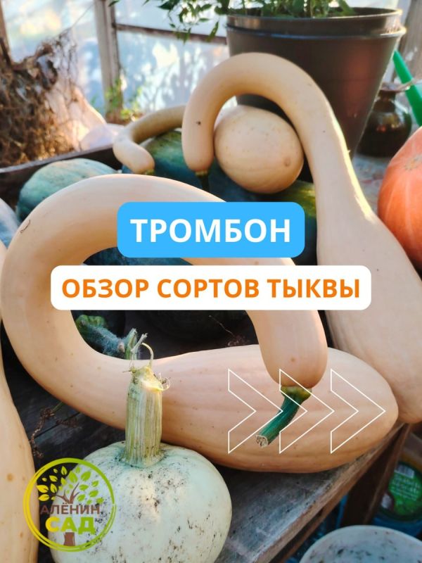 Тыква Тромбон: уникальный сорт для вашего огорода