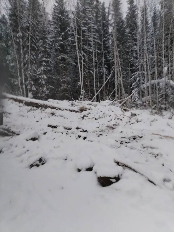 В Иркутской области взыскан ущерб за незаконную рубку леса в водоохранной зоне