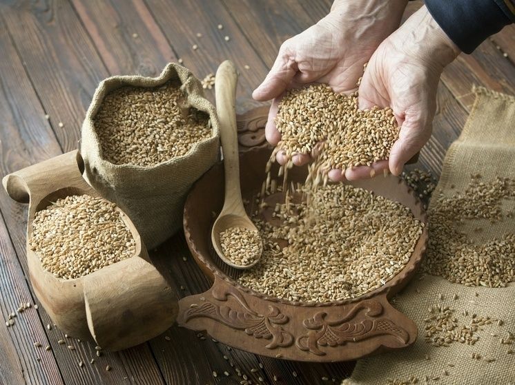 Открыты полезные свойства ячменя для кишечной микрофлоры