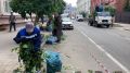 Более 10 тысяч растений. Иркутске сотрудники МУПов проводят обрезку объемных деревьев