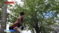 Прямое включение: формовочная обрезка деревьев