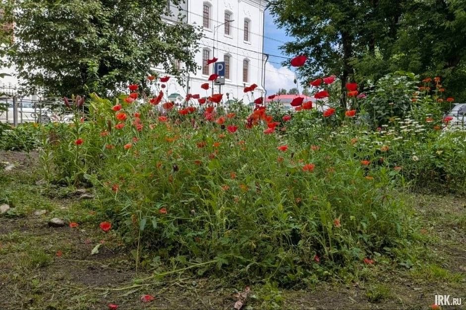Иркутянка своими руками создала цветущий сад у Харлампиевского храма Иркутянка своими руками создала цветущий сад у Харлампиевского храма