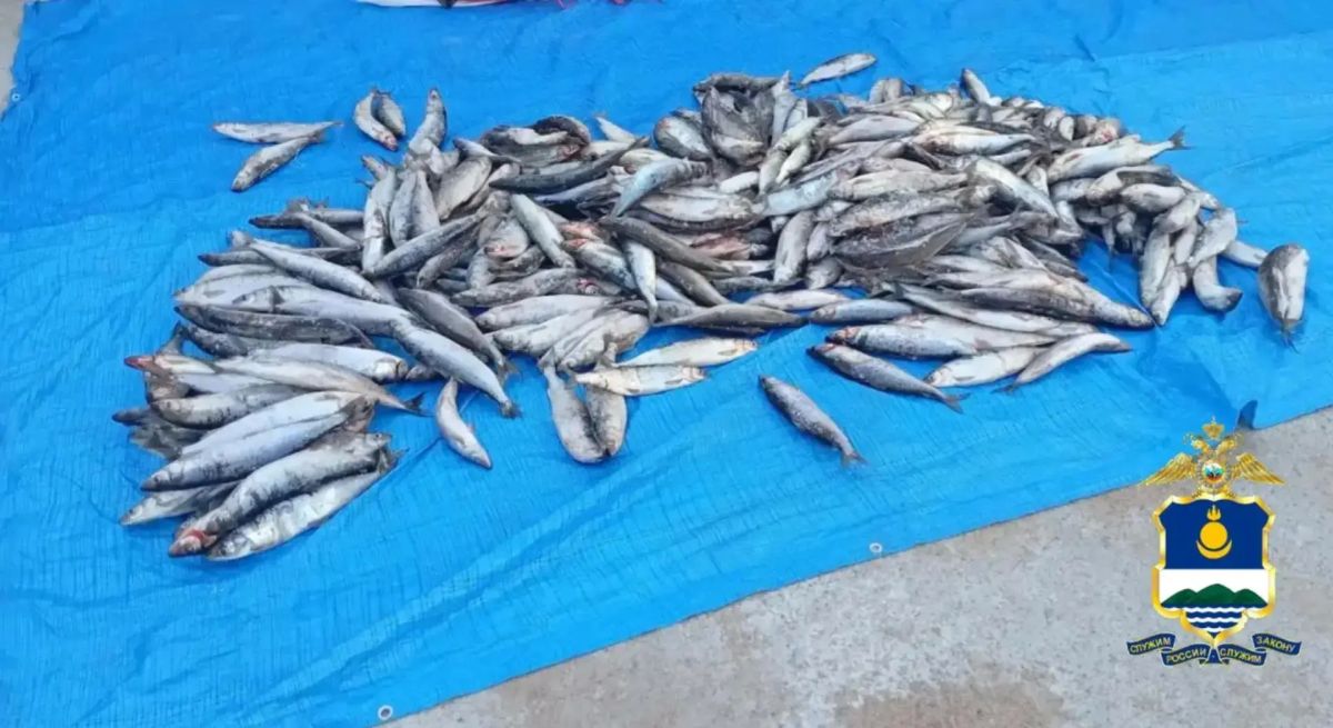 У иркутянина нашли 165 килограммов омуля в Бурятии
