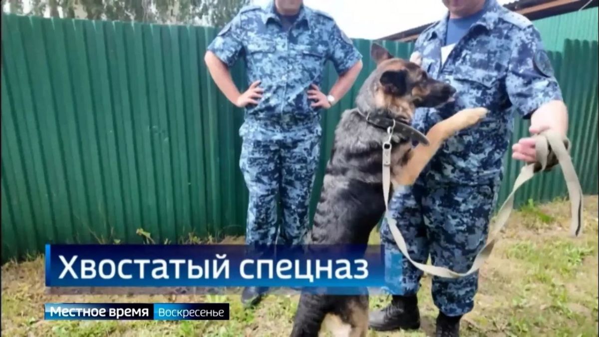В Иркутской области прошел турнир кинологов ГУФСИН