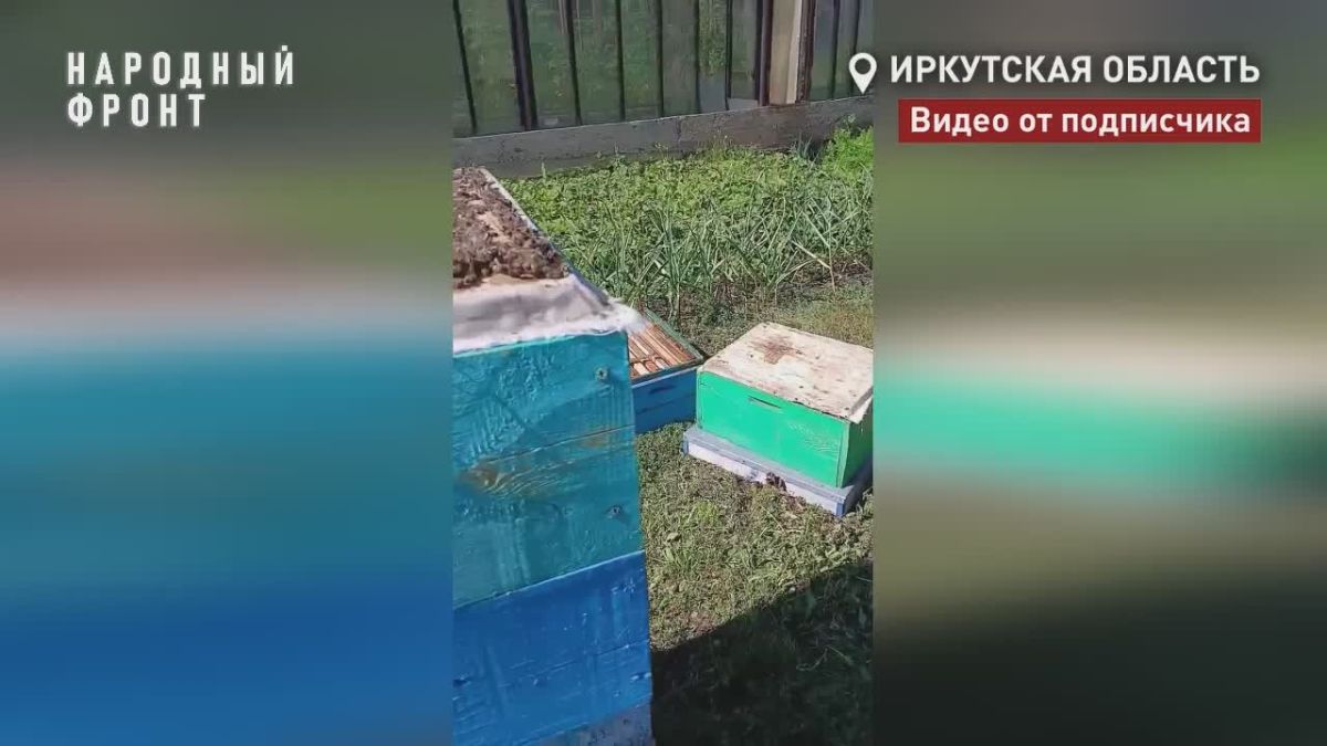 Из-за чего же могла произойти массовая гибель пчел в Иркутской области?
