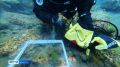 Как изменилась подводная растительность Байкала