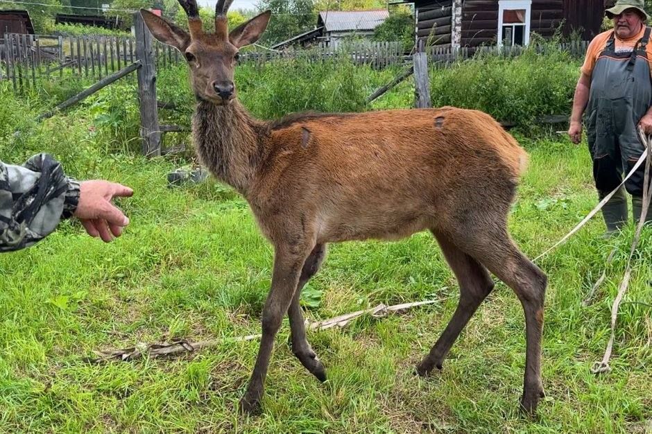 Спасение изюбря Гриши на Байкальской тропе Спасение изюбря Гриши на Байкальской тропе